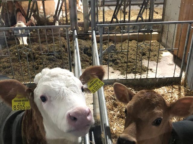 Stefflhof in Saalfelden