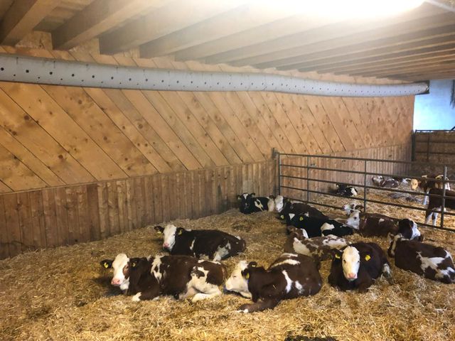 Stefflhof in Saalfelden