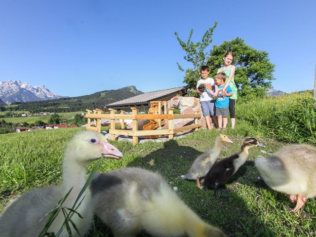 Biobauernhof Mittermoos